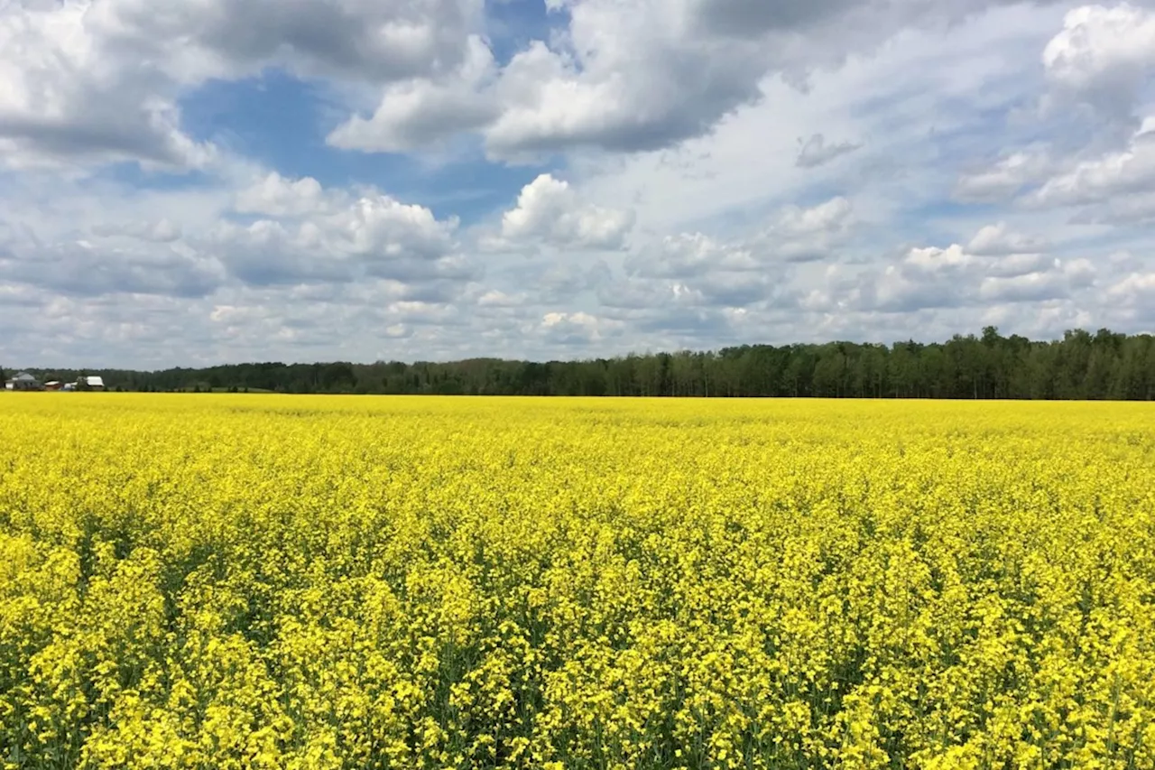 Northern Ontario farmland values climbed in 2023