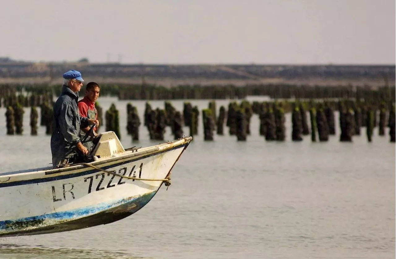 Charente-Maritime : la baie de l’Aiguillon livre ses secrets aux scientifiques