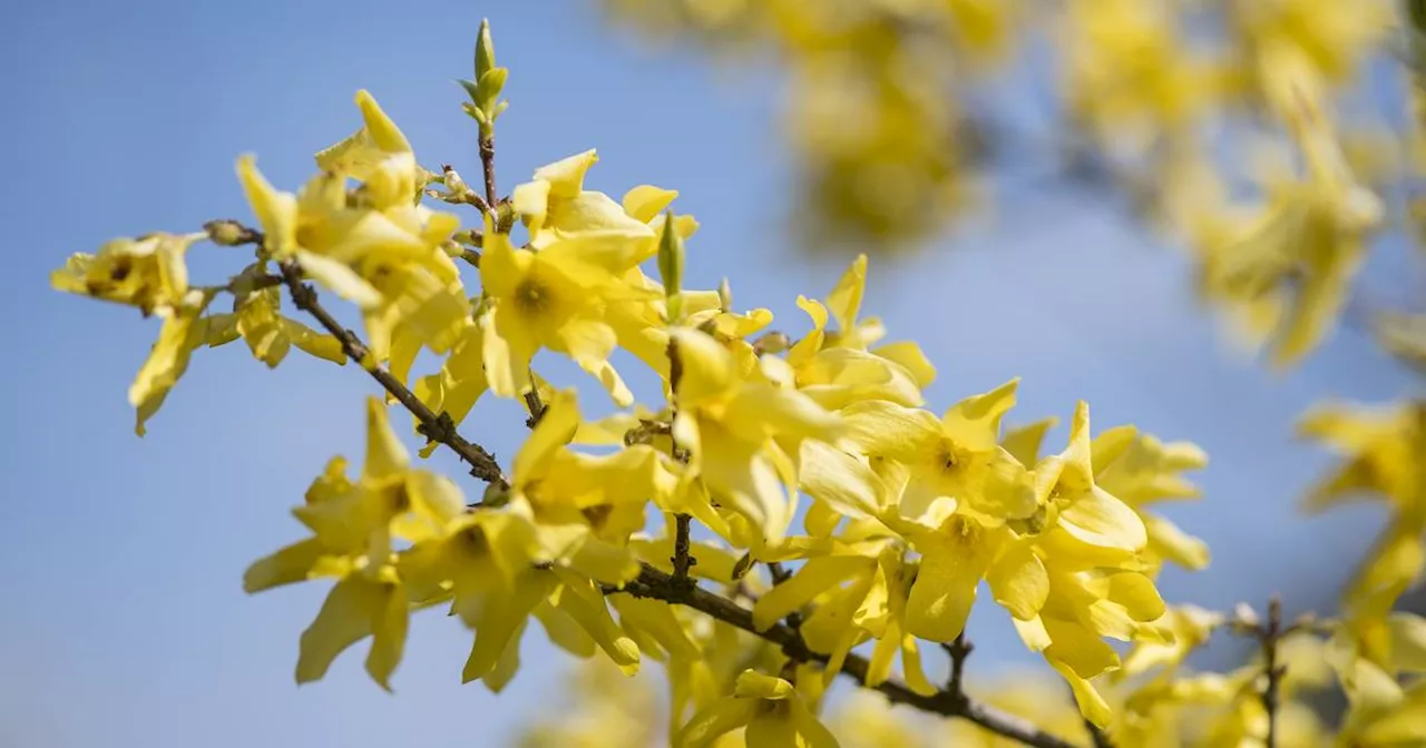 Wetter im Saarland zum Frühlingsbeginn - Bleibt das Wetter so frühlingshaft?