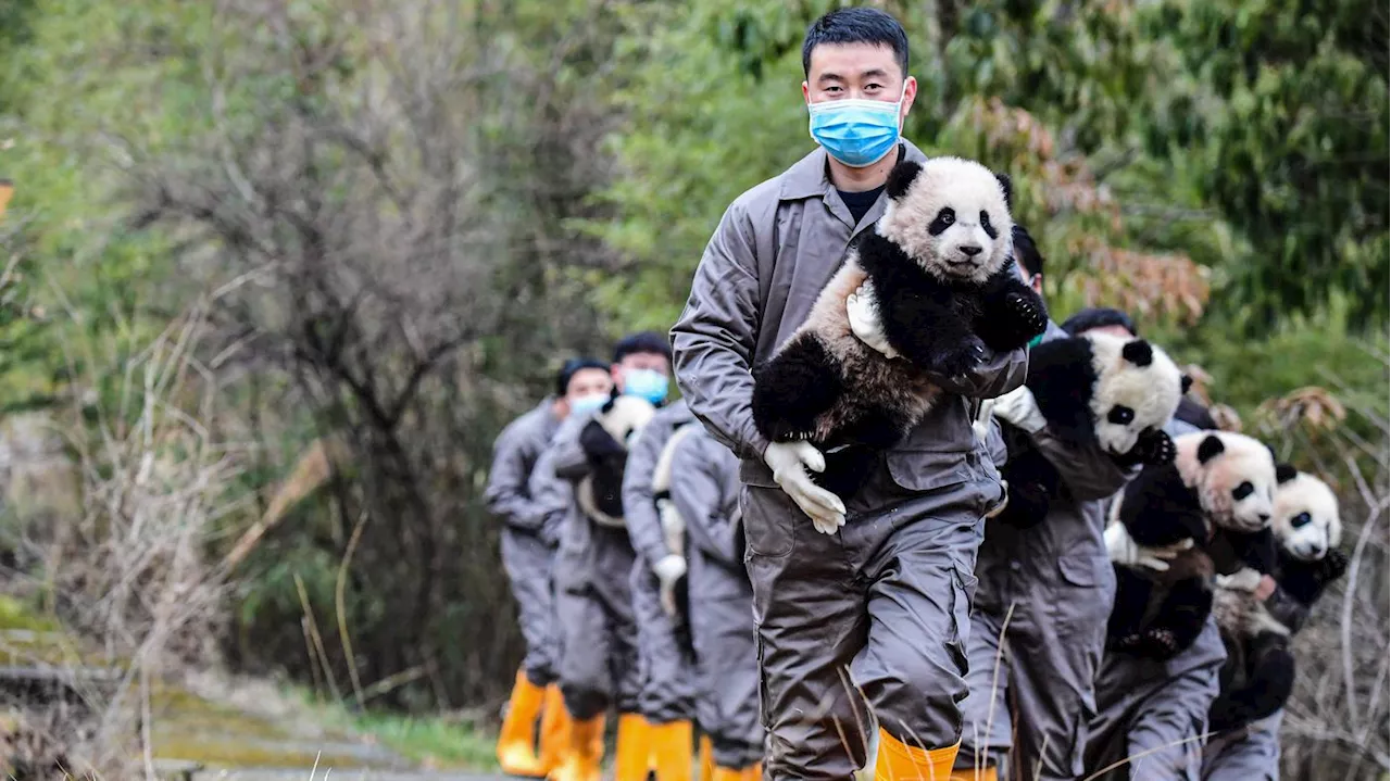 Bären sollen nach Kalifornien umziehen: China und USA beleben Panda-Diplomatie neu