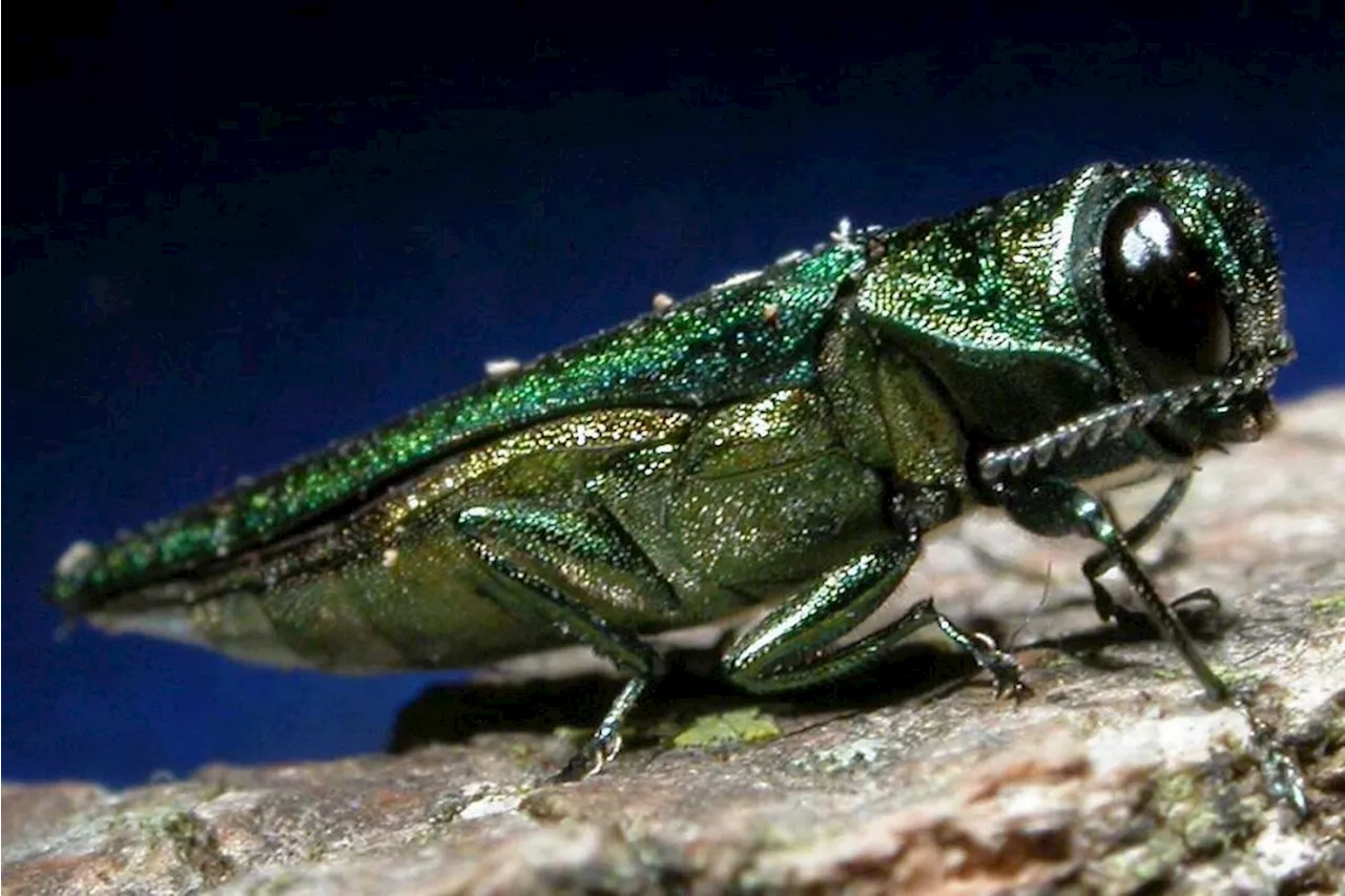 Emerald ash borer takes out 100 trees on city recreation trail