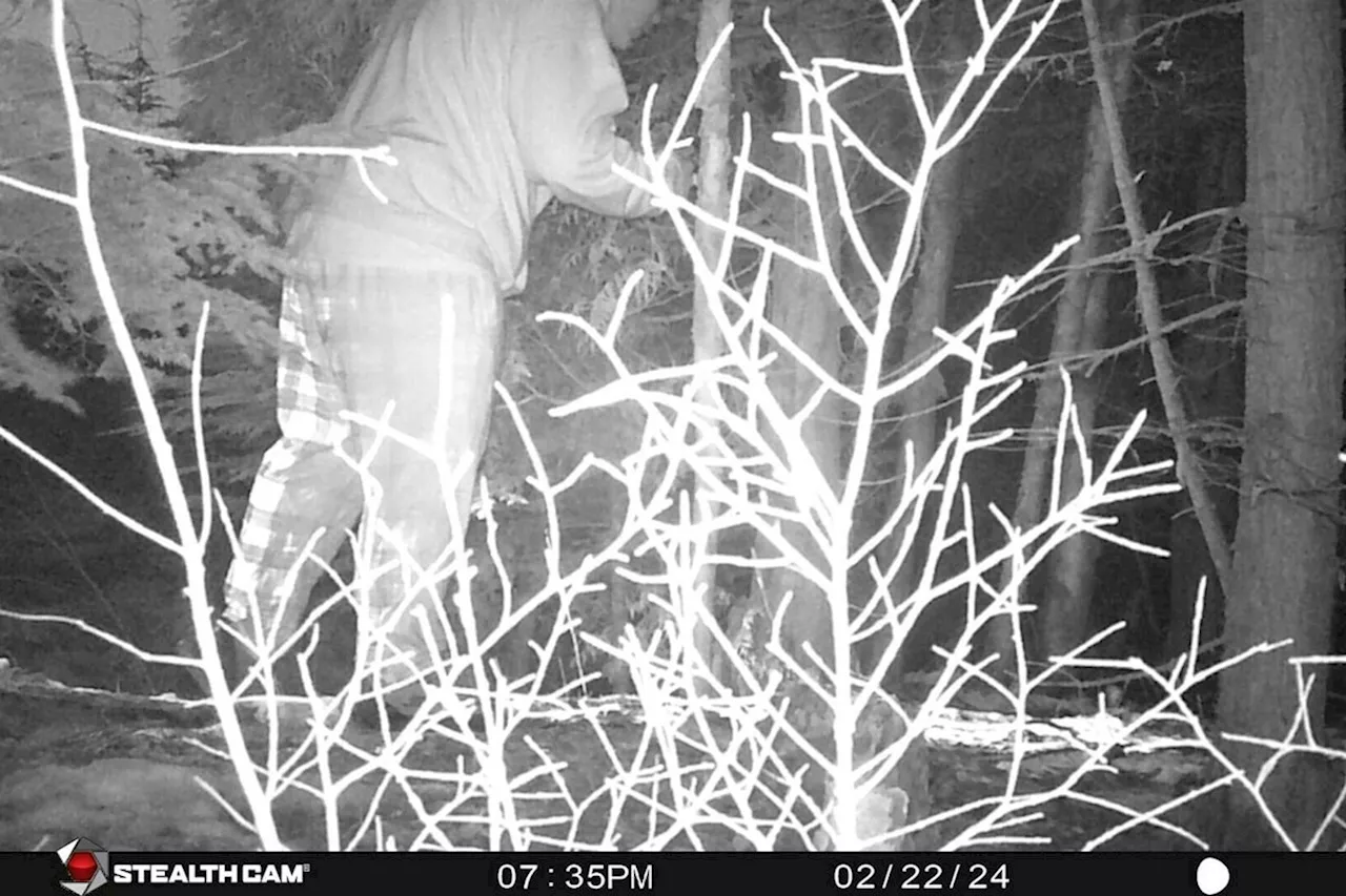 BC Conservation seeks person of interest in dog snared by wolf traps incident