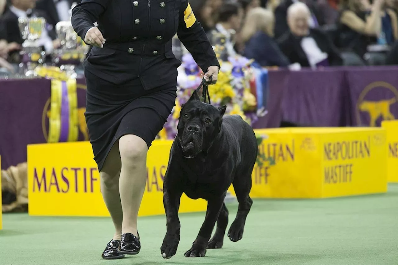 French bulldogs most popular U.S. breed, not all tails wagging