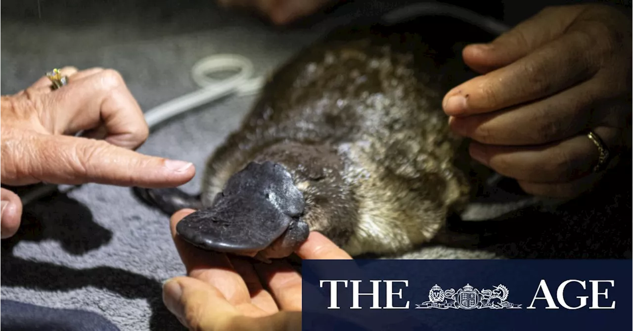 ‘Words can’t describe’: Puggle magic in Royal National Park after 50 years