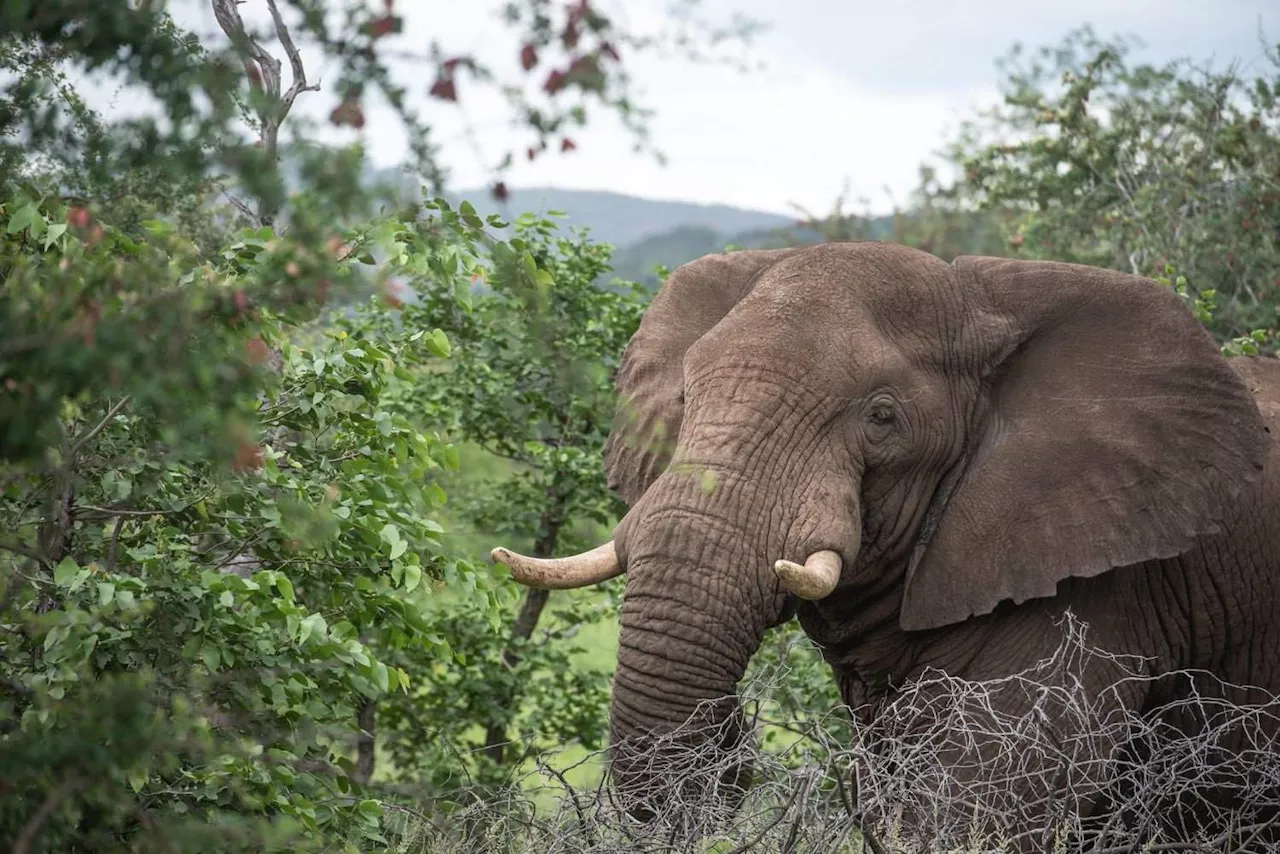 WATCH: ‘Enough’ game ranger yells at angry elephant after terrifying encounter