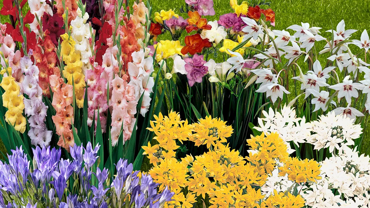 Gardeners race to buy a £30 bundle of 300 flowering bulbs now £12.99...