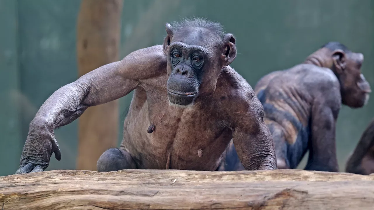 Zoo baffled as 130lb chimps go BALD and show off their terrifying ripped physiques after ‘tearing each o...
