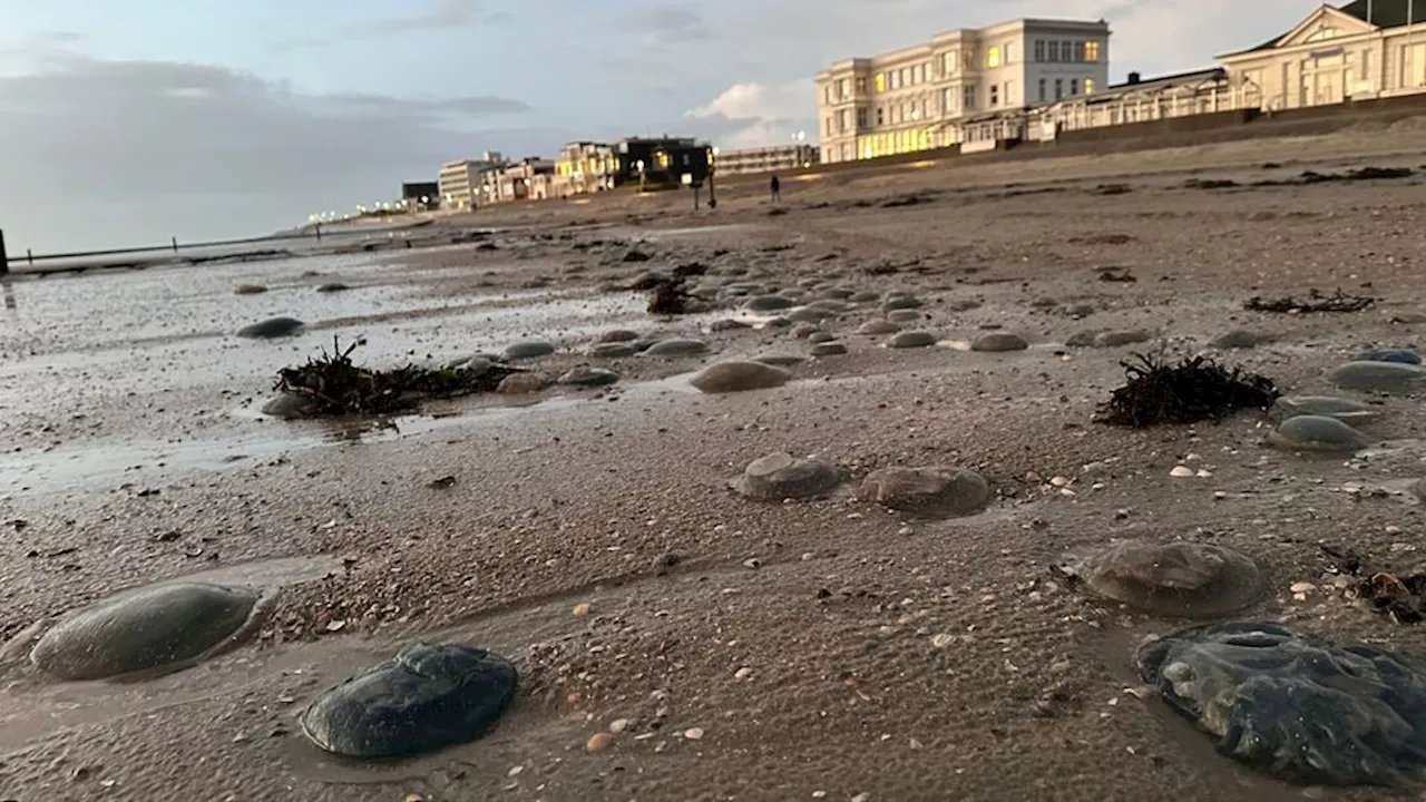 Spaziergänger sollten lieber Abstand halten: Sturm spült tausende tote Tiere an Ostsee-Strand