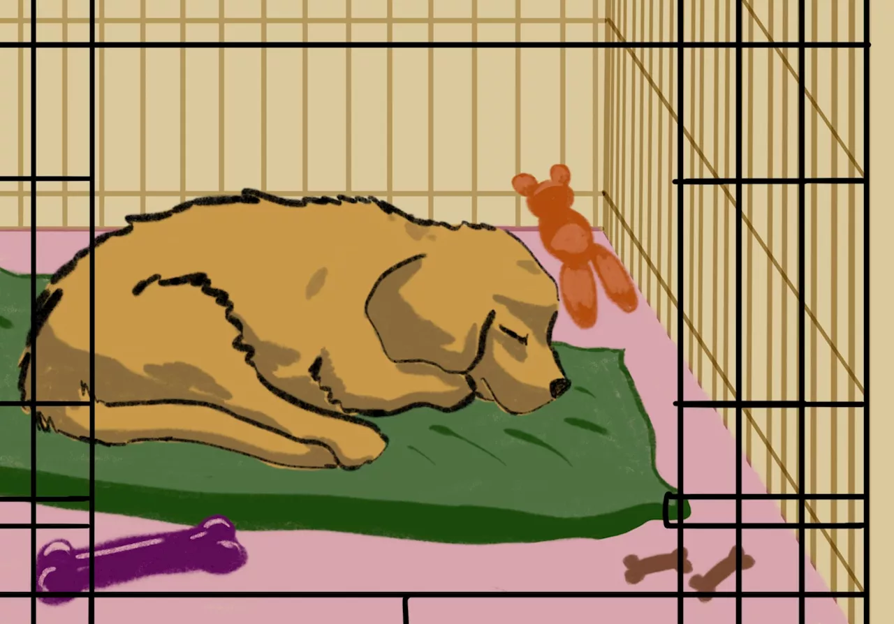 Should you crate your dog? It’s complicated.