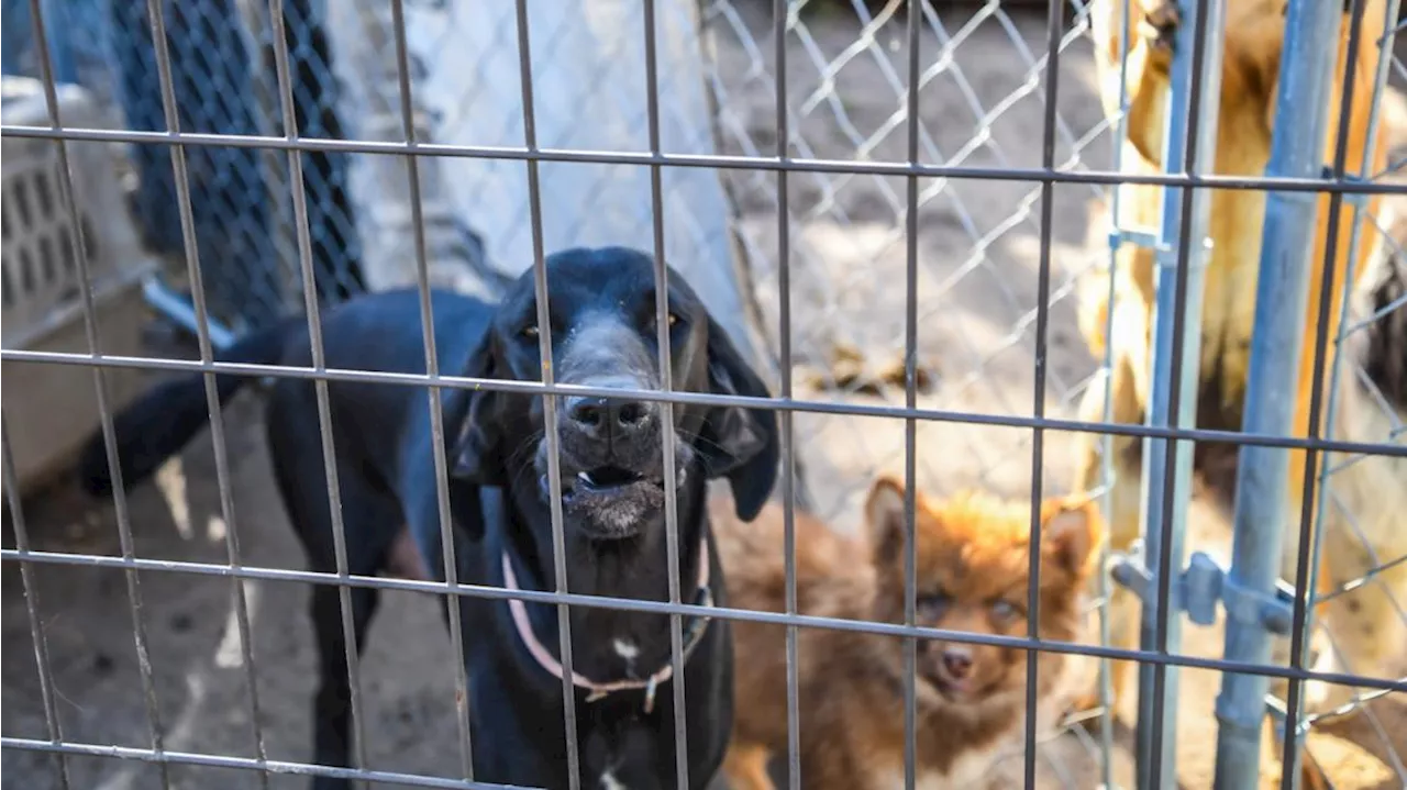 More than 100 animals seized after multi-agency investigation in Erath County, officials say