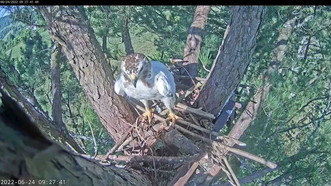 Red-tailed hawk with a rare condition is surviving, in part, due to 'love,' biologist says