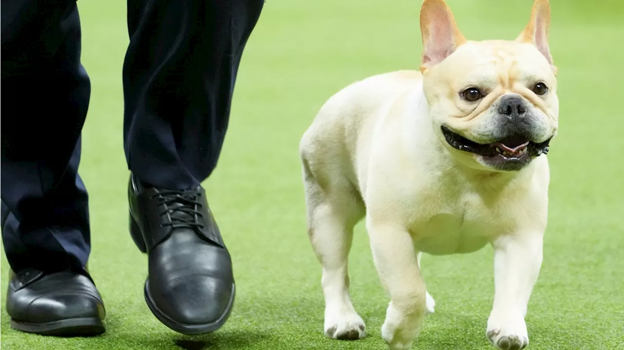 New rankings show French bulldogs reign on as top US breed, making many fans shudder