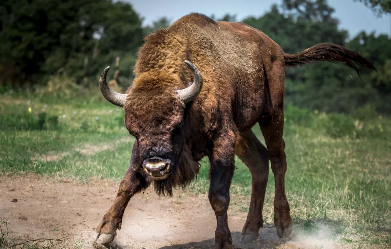 Définition : D’où vient l’expression « prendre le taureau par les cornes » ?