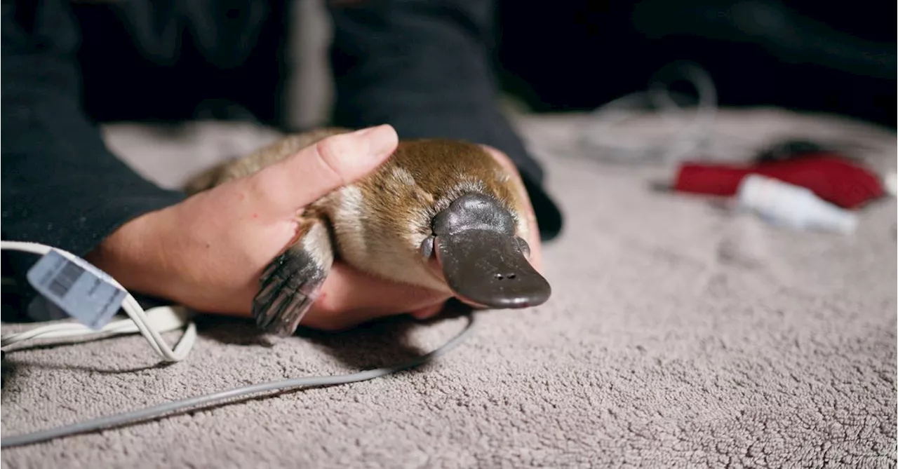 Platypus born in NSW national park where species were once locally extinct