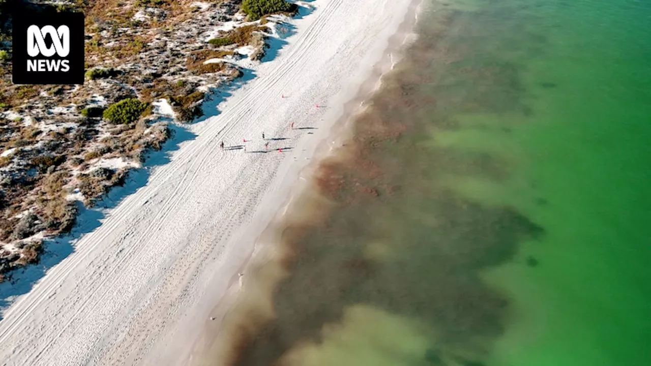 Murky water at Perth's Mullaloo Beach blamed on faulty marina construction equipment, but locals unconvinced