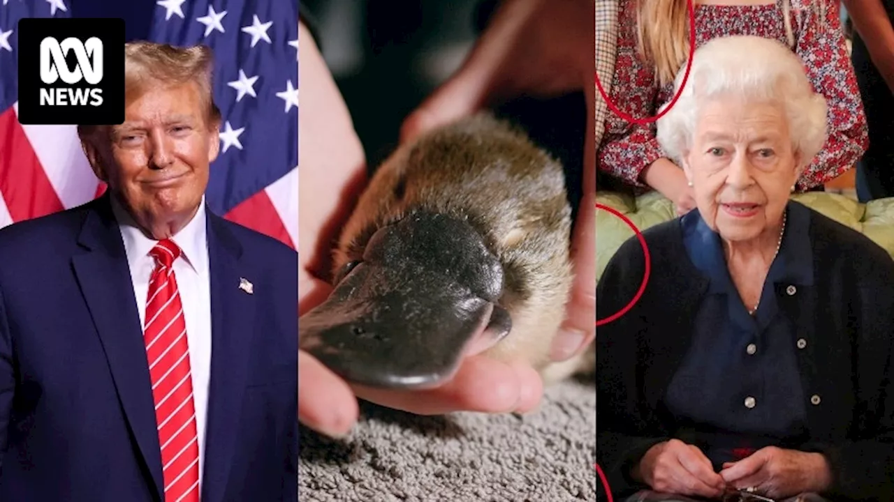 Weekly news quiz: Donald Trump's jab, a miracle platypus, and another royal controversy