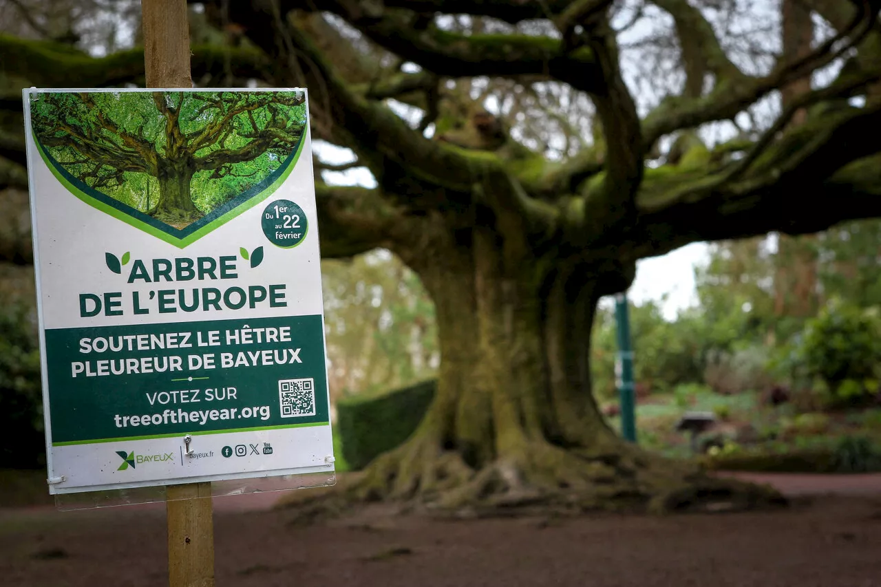 Bayeux : le hêtre pleureur se classe deuxième au concours de l'arbre européen de l'année