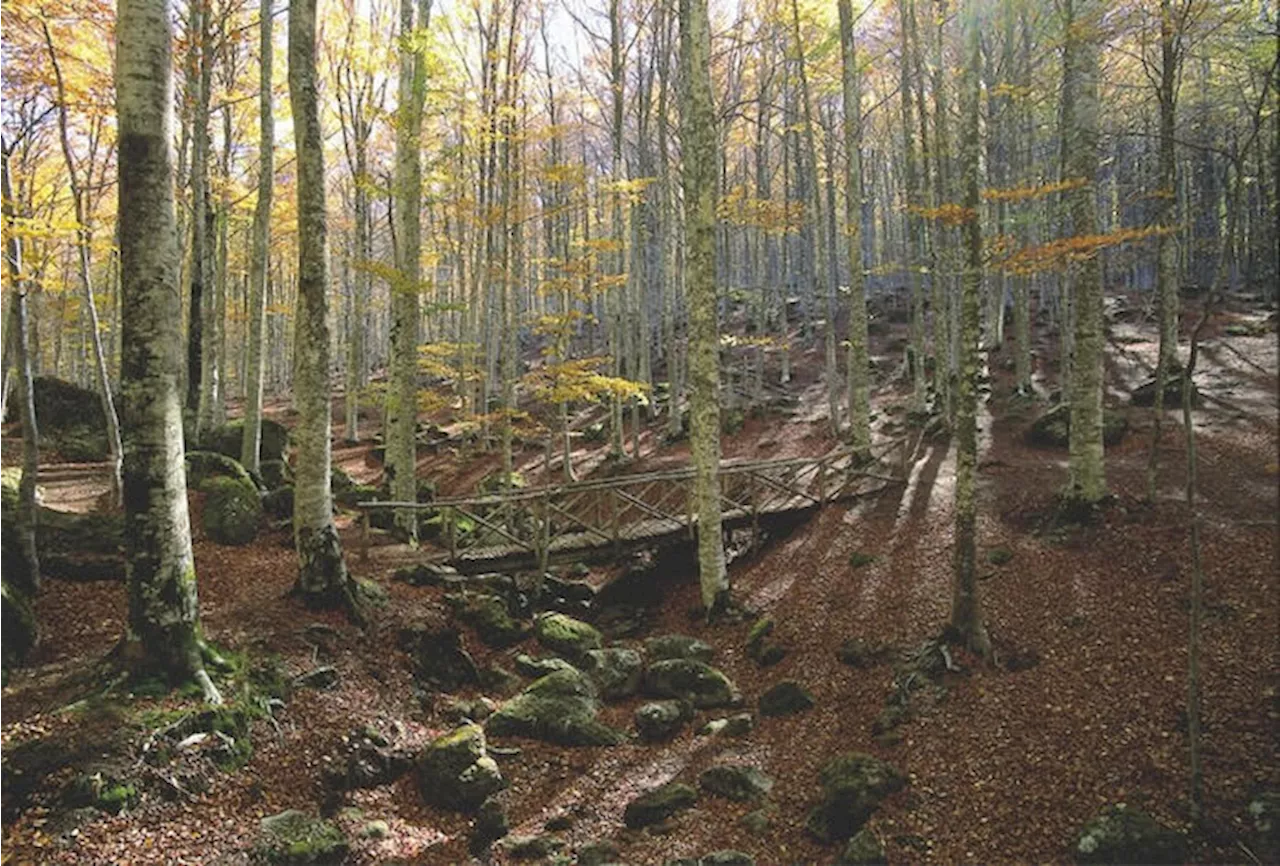 Conaf, celebrare le foreste significa valorizzare il bosco