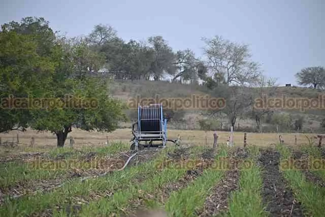 Sequía obliga a campesinos de Veracruz a cambiar de cultivos