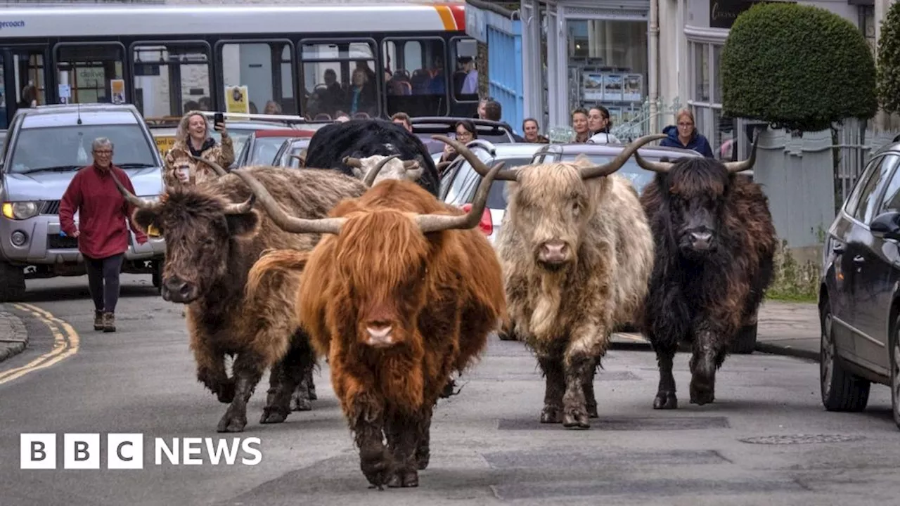 Minchinhampton brought to a standstill by Highland cows