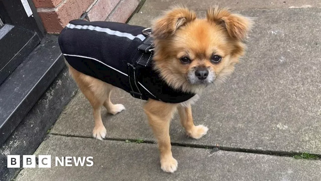 Woman devastated after Chihuahua killed by 'XL bully'