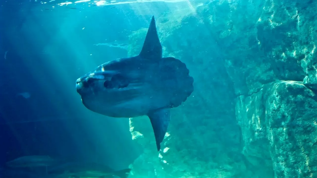 Watch: Exhausted sunfish rescued by NSRI and Two Oceans Aquarium