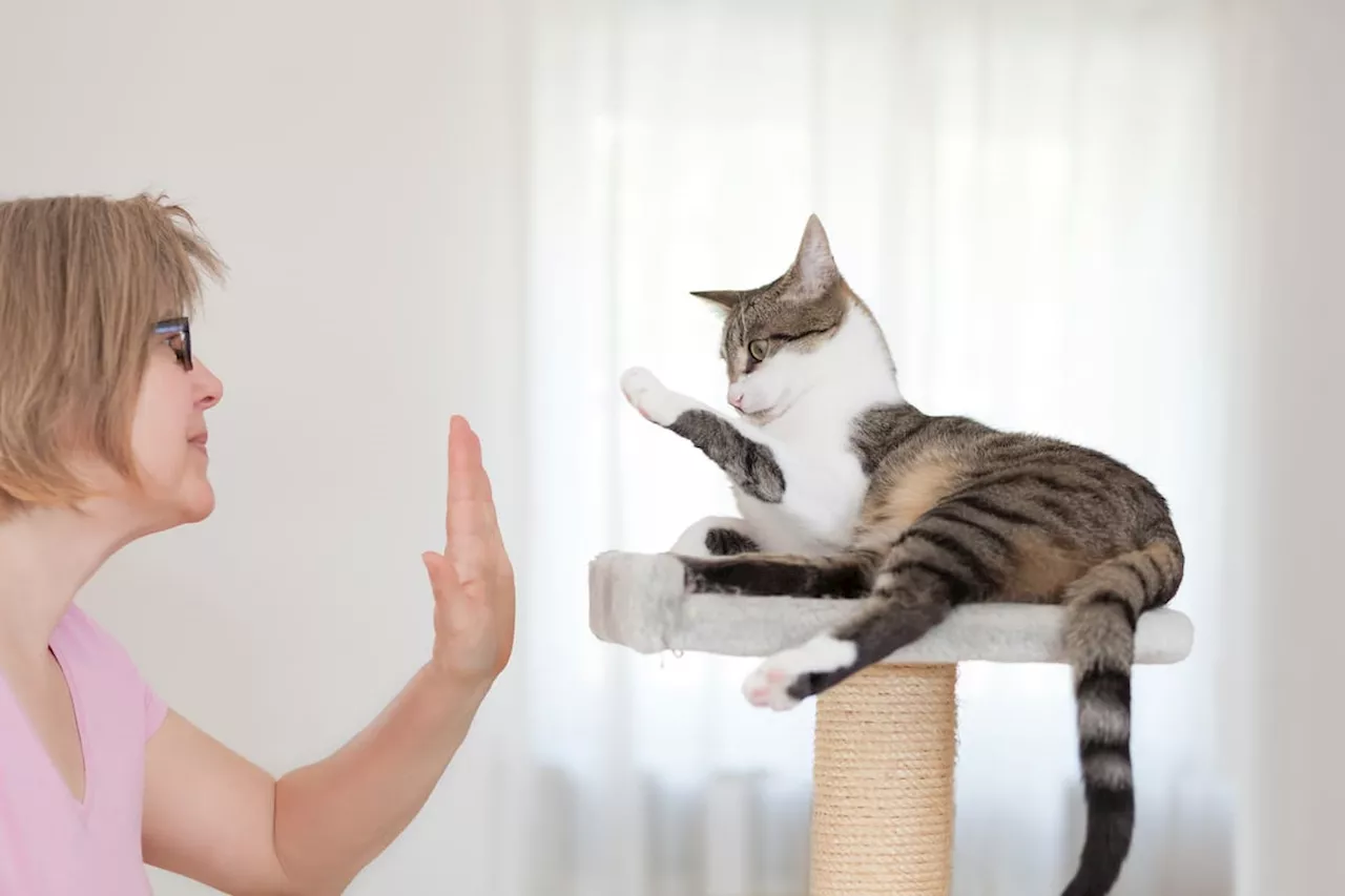 Esta es la forma correcta de saludar a un gato: ¿cómo es la reacción del animal?