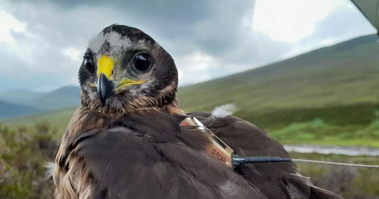 Wildlife crime probe launched after 'suspicious disappearance' of bird of prey