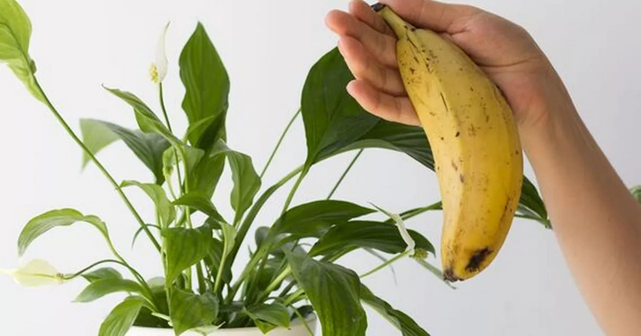 Woman's peace lily flowers all year round thanks to 'secret' banana trick