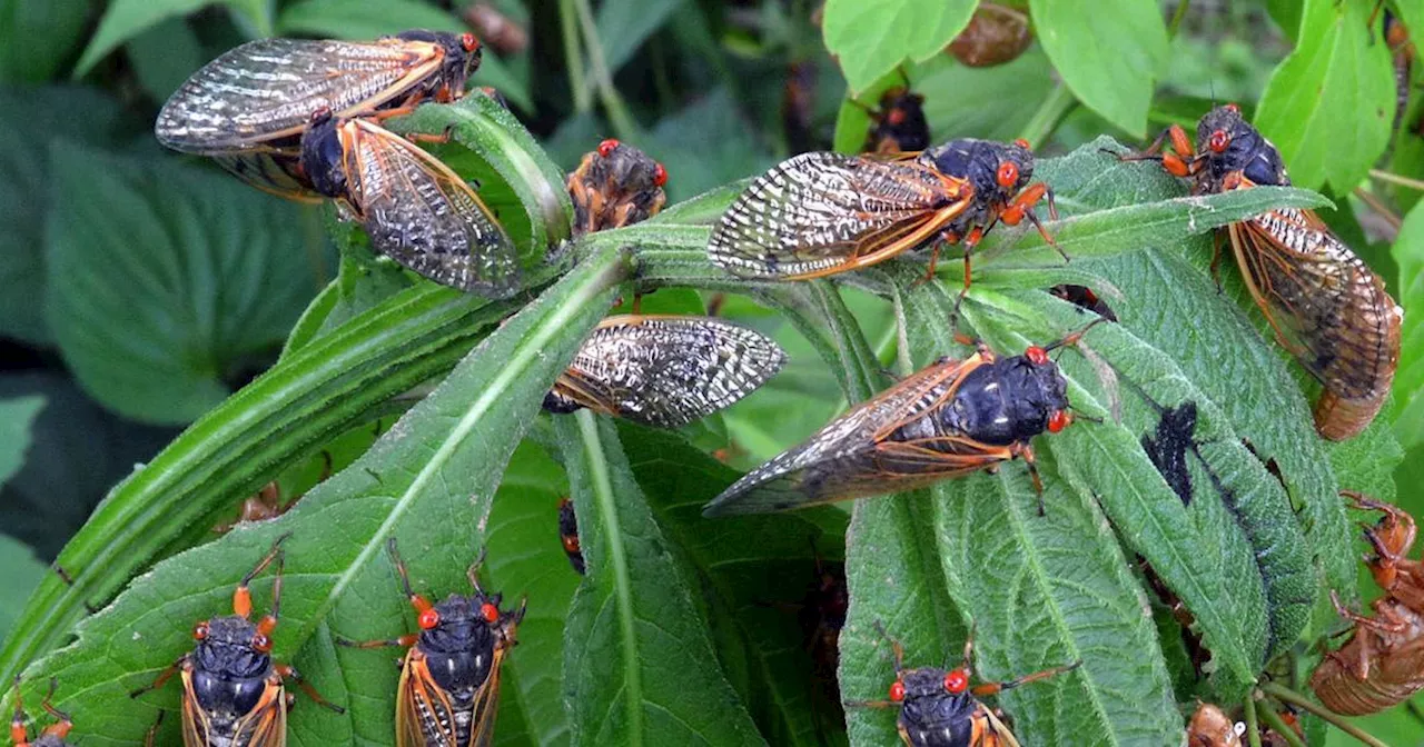 As billions of loud, alien-like bugs invade this spring, here's what you should know