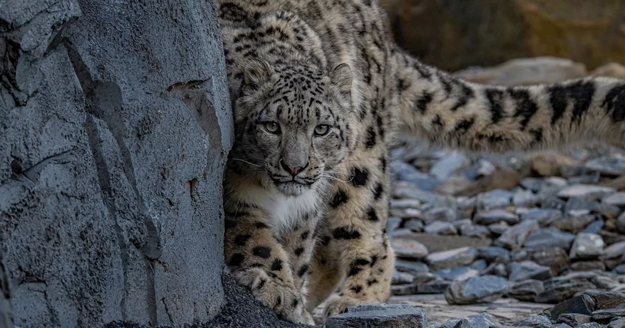 Two big cats arrive at Chester Zoo ahead of new habitat opening