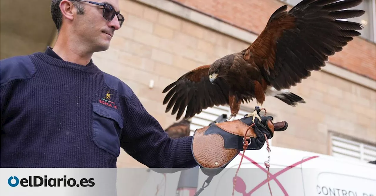 Barcelona hará volar halcones por la ciudad para reducir la población de palomas