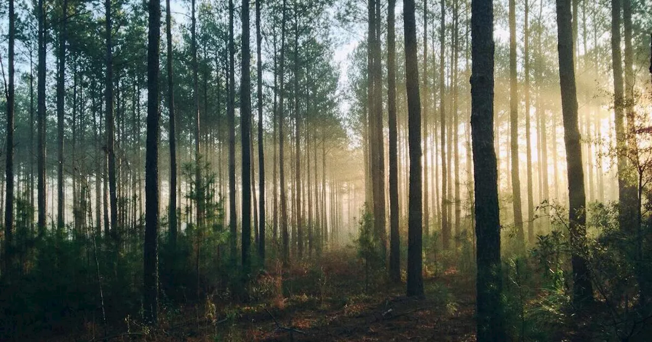 Giornata mondiale delle foreste: la lotta per combattere il disboscamento contro l’azione di lobby e…