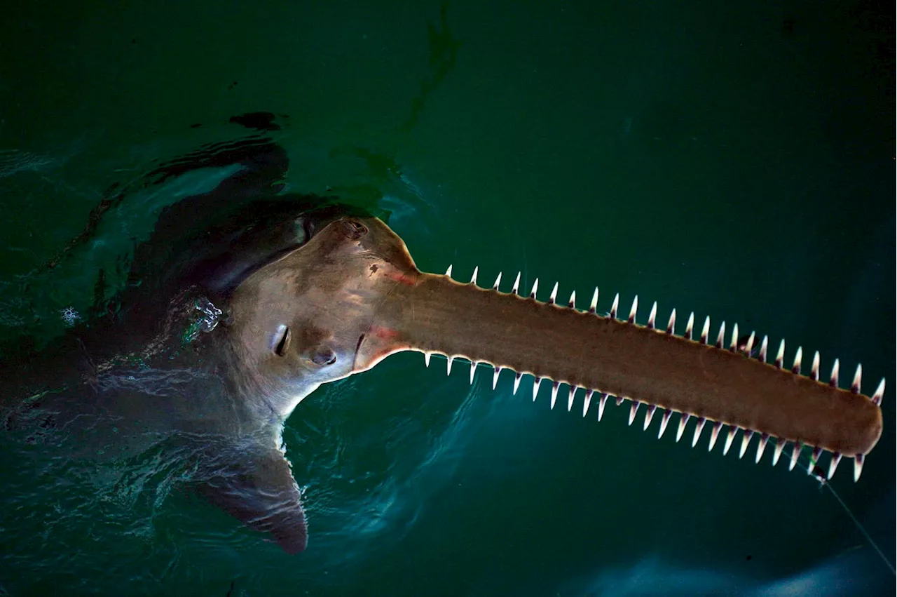 Rare Sawfish Deaths Baffle Scientists In Florida Keys