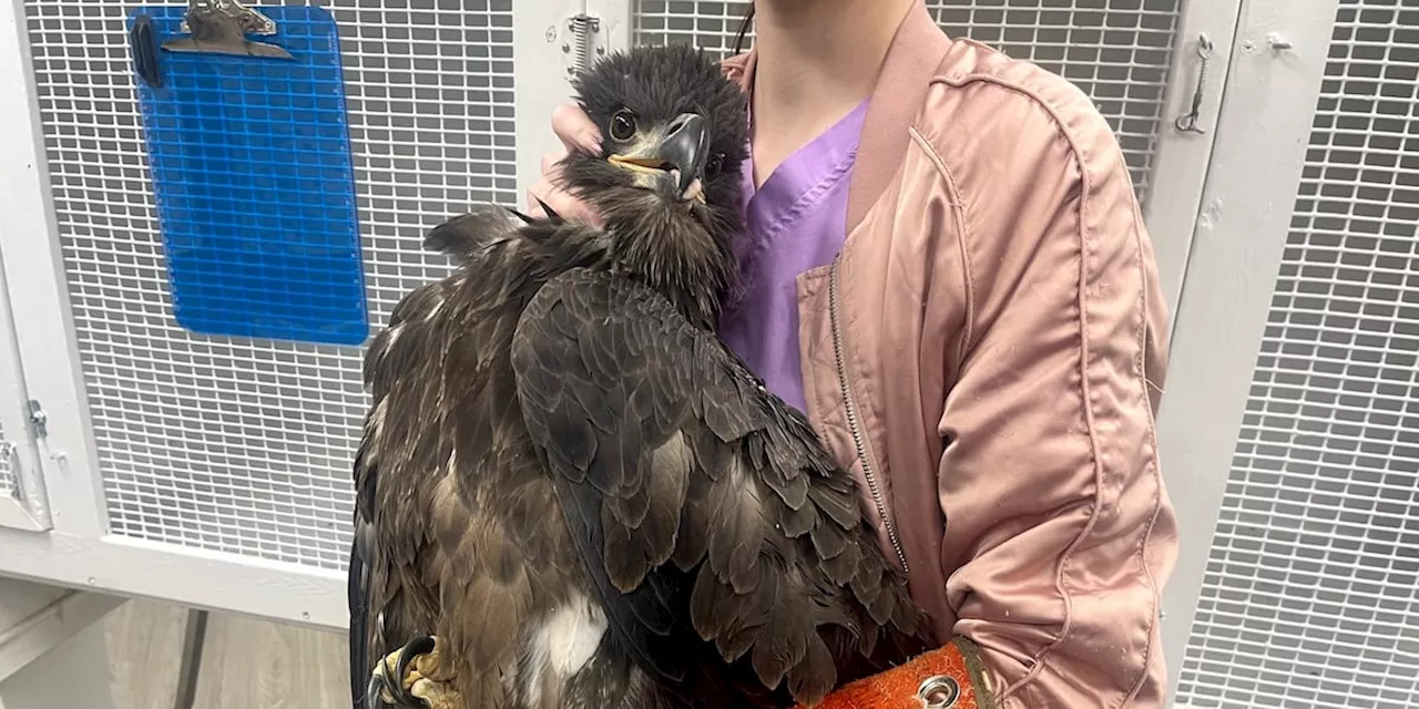 Escambia County Florida Animal Welfare Officers rescue Juvenile Bald Eagle