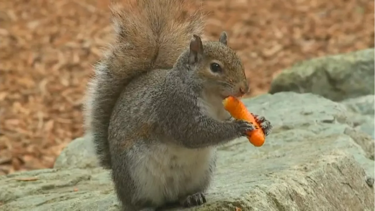 How pets, wild animals may react to the solar eclipse