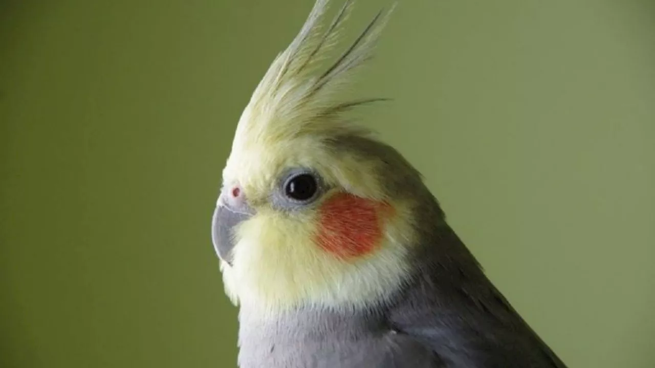 ¿Qué le puedo dar de comer a una cacatúa ninfa para que esté sana y feliz?