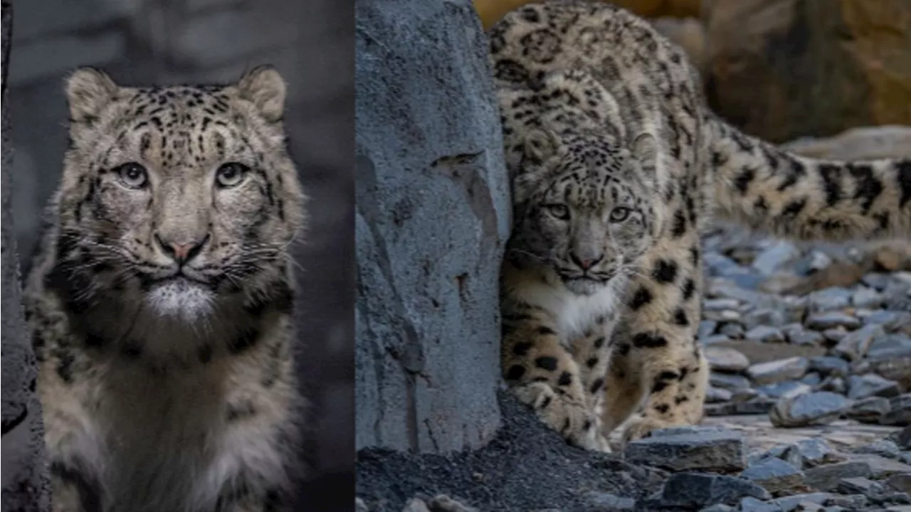 Snow leopards arrive at Chester Zoo ahead of new habitat opening