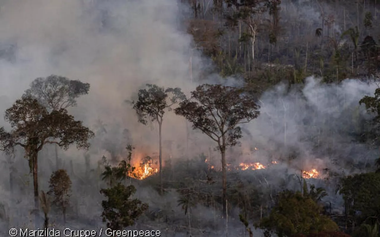 STF determina plano de combate a incêndios no Pantanal e na Amazônia