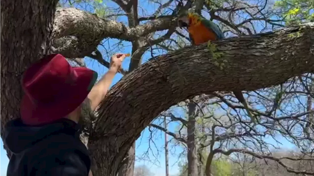 Texas parrot parent uses Doritos to rescue pet bird stuck in tree