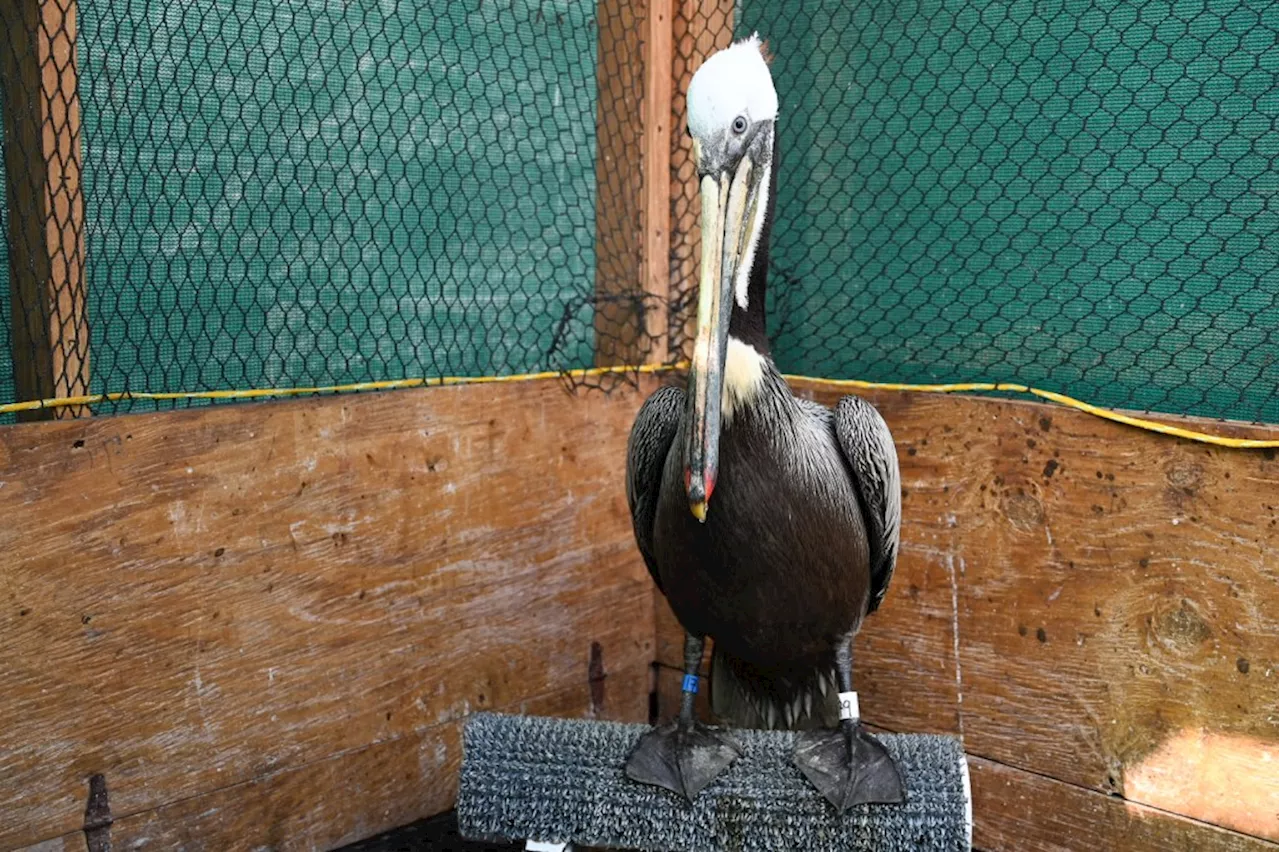 Pelican on the mend in San Pedro after more than 500 stitches to repair slashed pouch