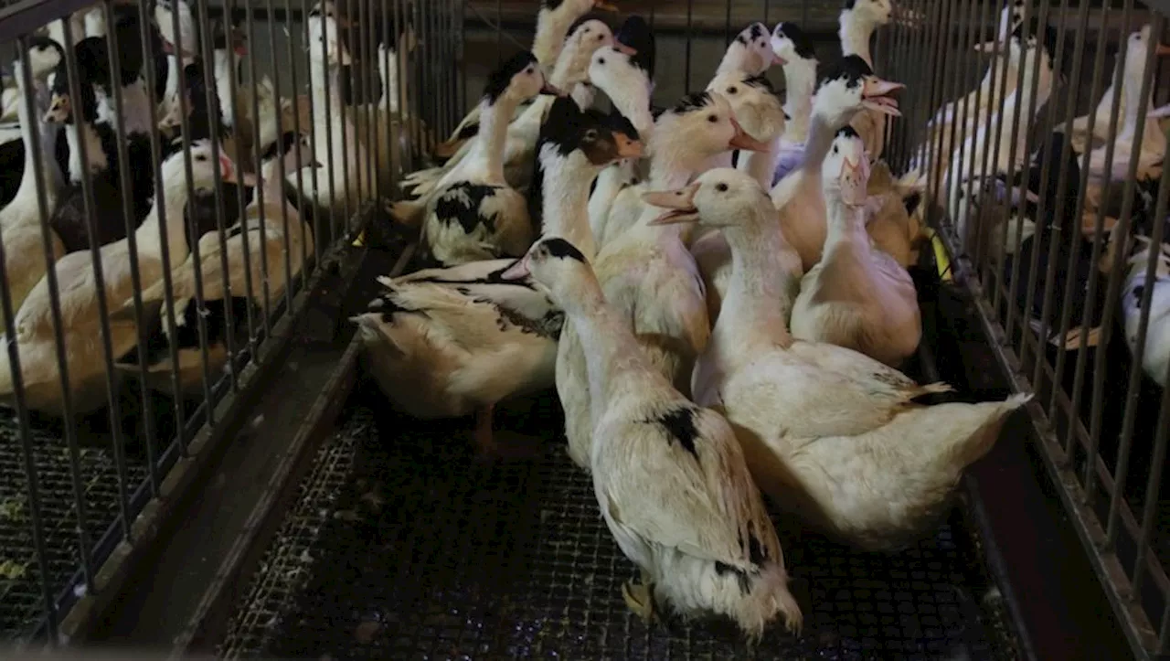 Tarn-et-Garonne : un nouveau souffle pour l’élevage de canards gras ?