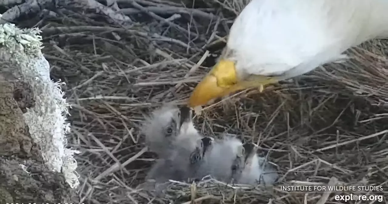 Bald Eagles In Orange County And Catalina Island Welcome New Family Members