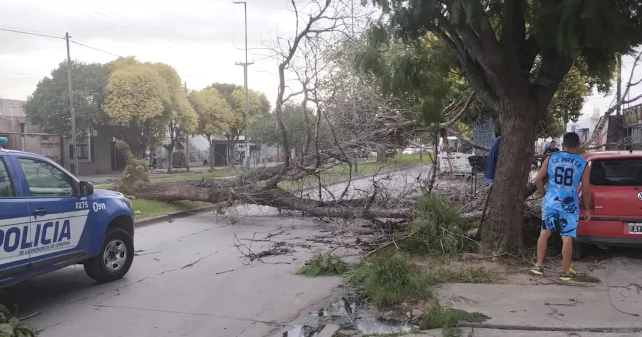 Violentas ráfagas provocaron caída de árboles en Córdoba; en San Francisco hicieron destrozos