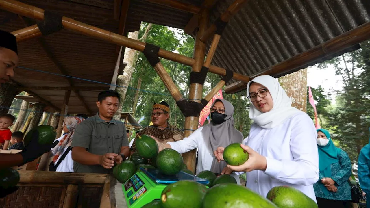 Bupati Ipuk Ngantor di Desa Bumiharjo, Petik Alpukat Aligator dan Gali Potensi Pertanian