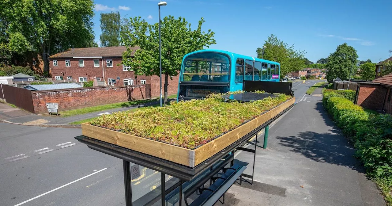 Bee-friendly bus shelters coming to five stops in Chorley for nature initiative