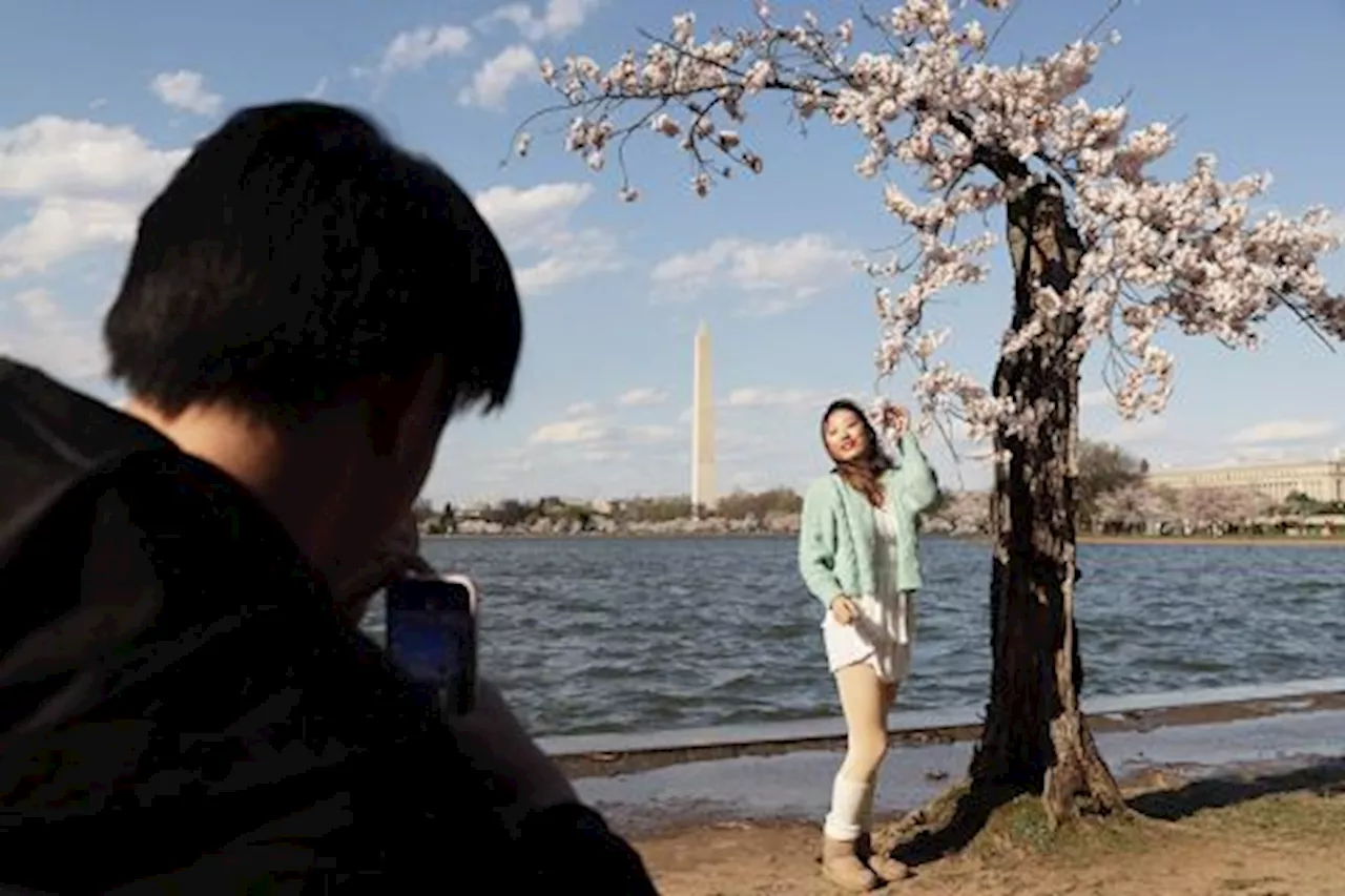 Antisipasi Banjir 140 Pohon Sakura Akan Ditebang di Washington DC