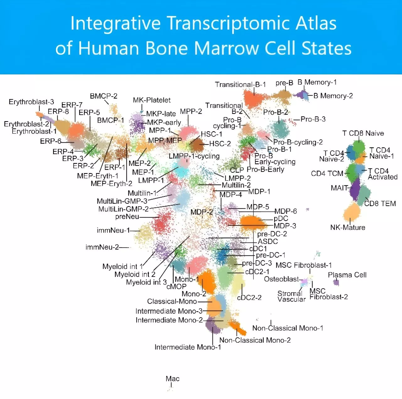 Most detailed atlas to date of human blood stem cells could guide future leukemia care