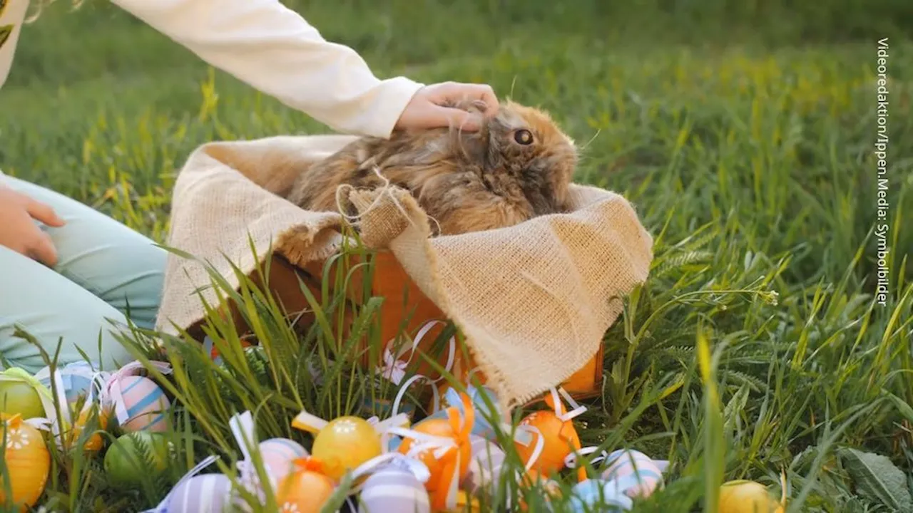 Noten vor Ostern: Aldi-Eier fallen im Öko-Test krachend durch