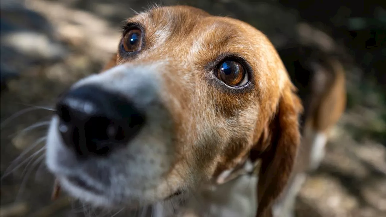 Another Western Washington pet shelter faces food crisis